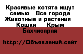 Красивые котята ищут семью - Все города Животные и растения » Кошки   . Крым,Бахчисарай